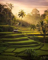 Ubud Bali rice fields for travel guide
