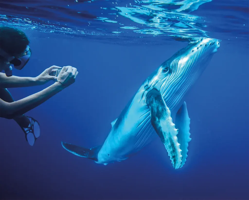Swim with humpback whales in Tonga for travel guide